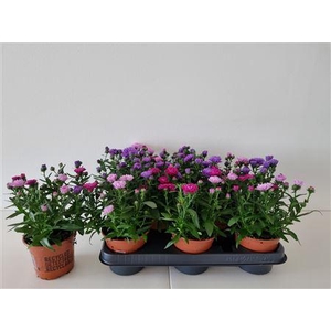 Aster Nb Victori Gem