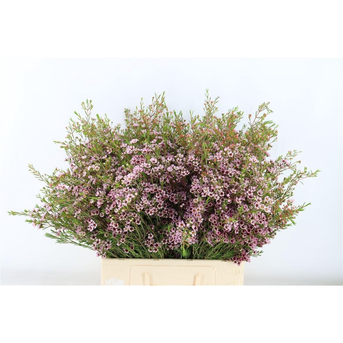 <h4>Cham Pink Early Nir</h4>