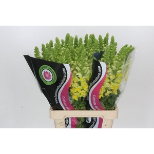 Antirrhinum Potomac Geel