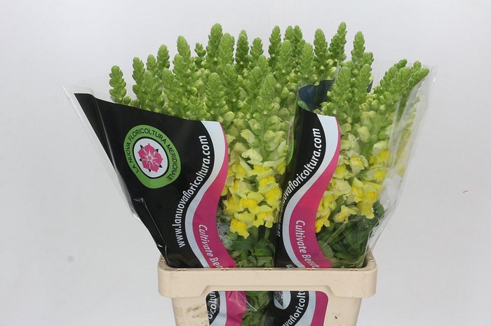 <h4>Antirrhinum Potomac Geel</h4>