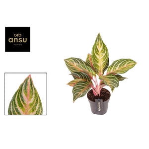 Aglaonema Dreamcatcher