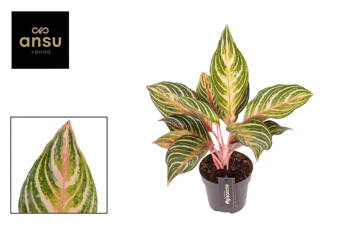 <h4>Aglaonema Dreamcatcher</h4>