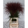 Miscanthus Rotfeder