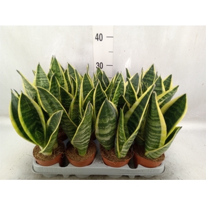 Sansevieria trifa. 'Futura Superba'