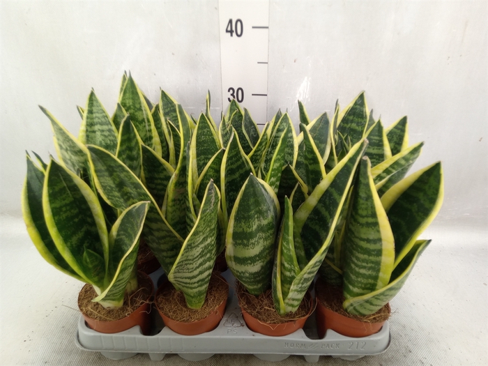 Sansevieria trifa. 'Futura Superba'