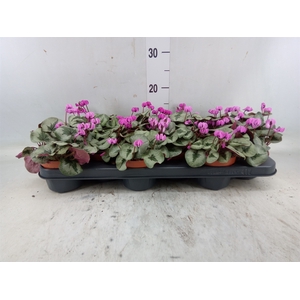 Cyclamen coum