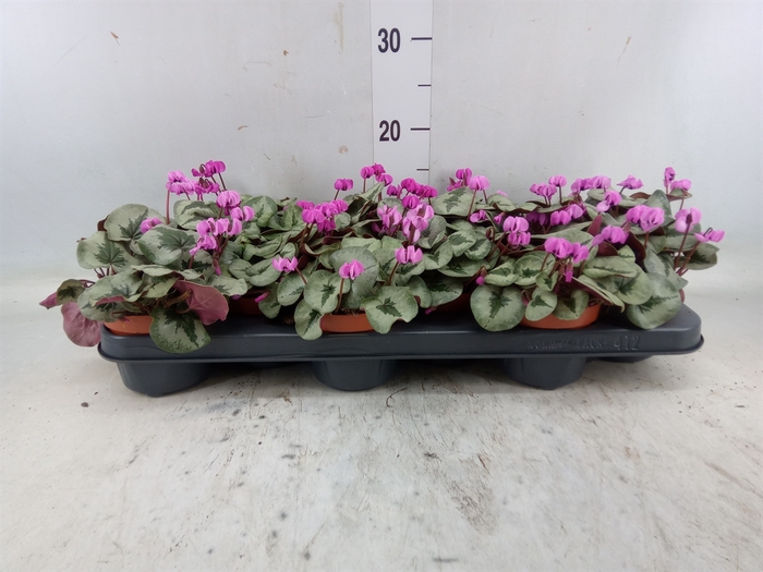 <h4>Cyclamen coum</h4>