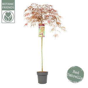 Acer palm. 'Garnet'