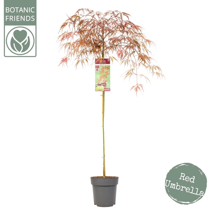 <h4>Acer palm. 'Garnet'</h4>