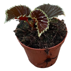 Begonia Darthvaderiana Green Spot