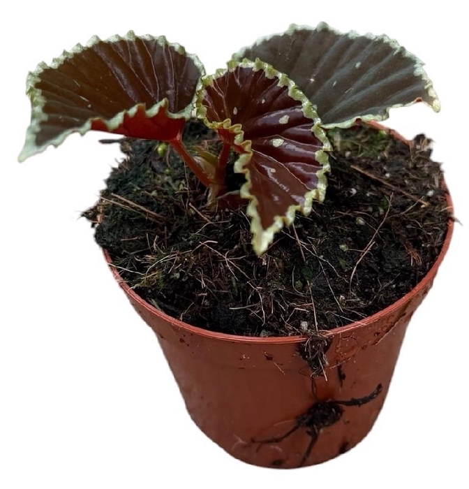 <h4>Begonia Darthvaderiana Green Spot</h4>