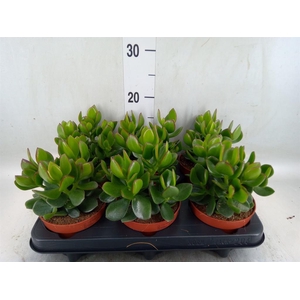 Crassula  'Hulk'