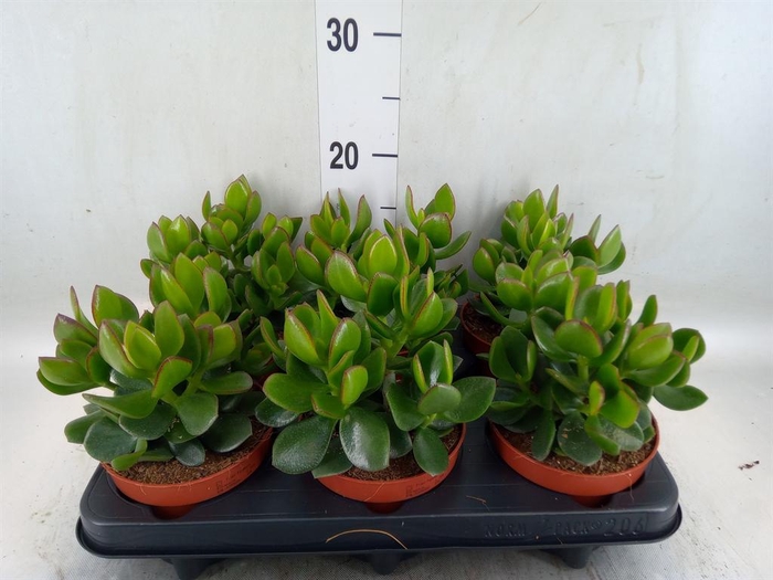<h4>Crassula  'Hulk'</h4>