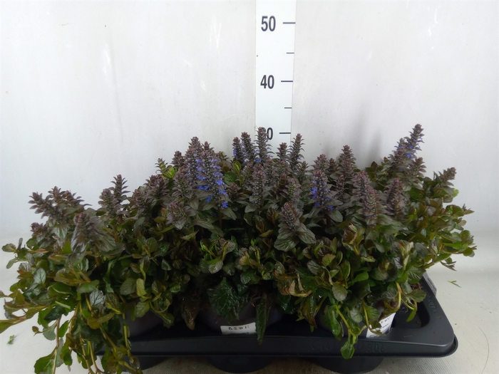 <h4>Ajuga reptans   ...</h4>