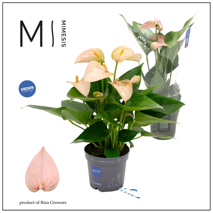 <h4>Mimesis Anthurium KARMA Peach - 9cm</h4>