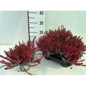 CALLU BL SABELLA