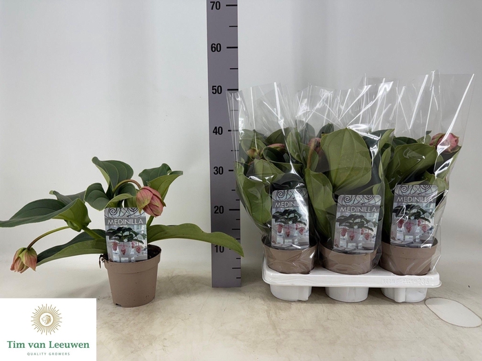 <h4>MEDIN CANDY</h4>