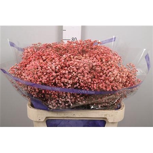 Gyps Overtime Salmon
