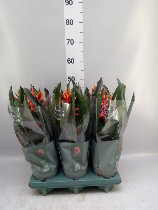 <h4>Aechmea  'Pepita Elegant Flames'</h4>