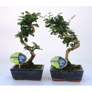 Carmona macrophylla, 15cm., shape, without drip tray