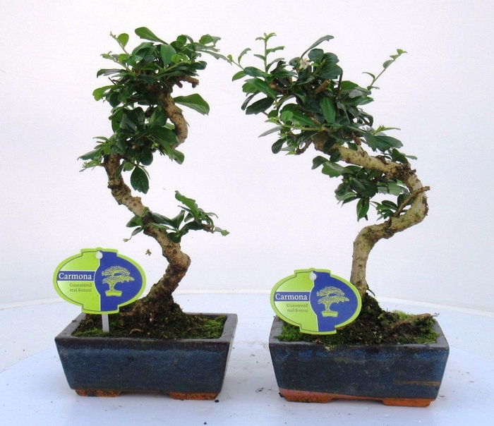 <h4>Carmona macrophylla, 15cm., shape, without drip tray</h4>