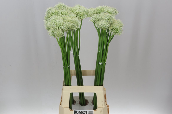 <h4>Allium Mount Everest</h4>