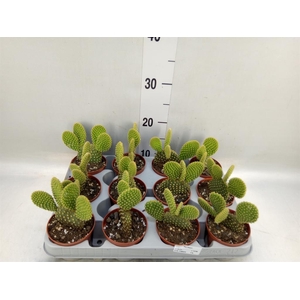 Opuntia microdasys var. pallida