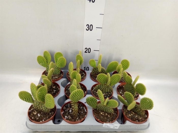 <h4>Opuntia microdasys var. pallida</h4>