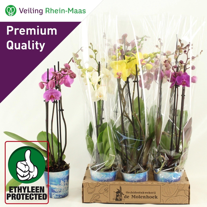 <h4>PHAL GEM 4 KL</h4>