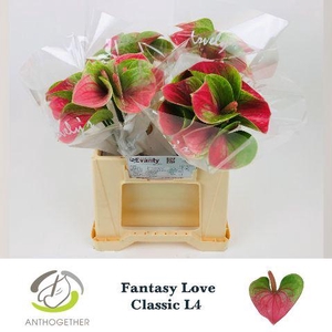 Anthurium Fantasy Love