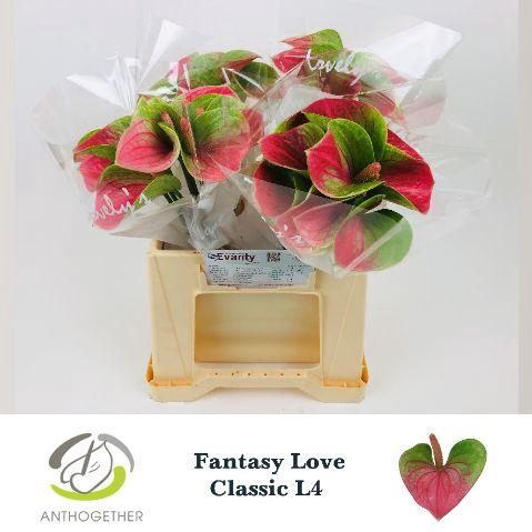 <h4>Anthurium Fantasy Love</h4>