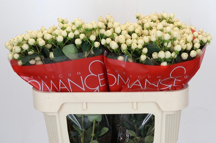 Hypericum Cool Romance