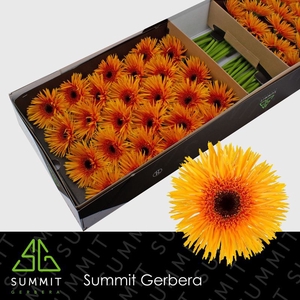 Gerbera Spider Claudemir Doos