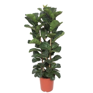 Ficus Bambino