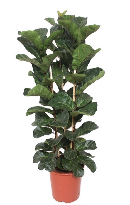 <h4>Ficus Bambino</h4>