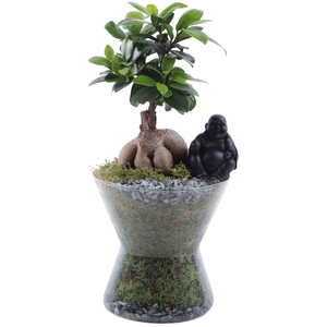 Ficus m. Ginseng Ø09cm in Hourglass Ø16cm