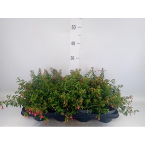 Fuchsia  'Lady Thumb'