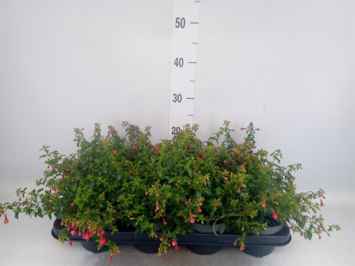 <h4>Fuchsia  'Lady Thumb'</h4>