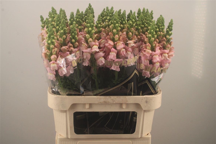 <h4>Antirrhinum Nl. Pink Avignon</h4>