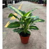 Dieffenbachia overig gemengd