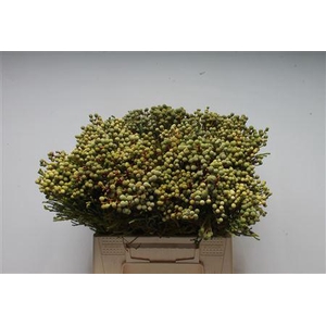 Kaaps Berzelia Brotanoides