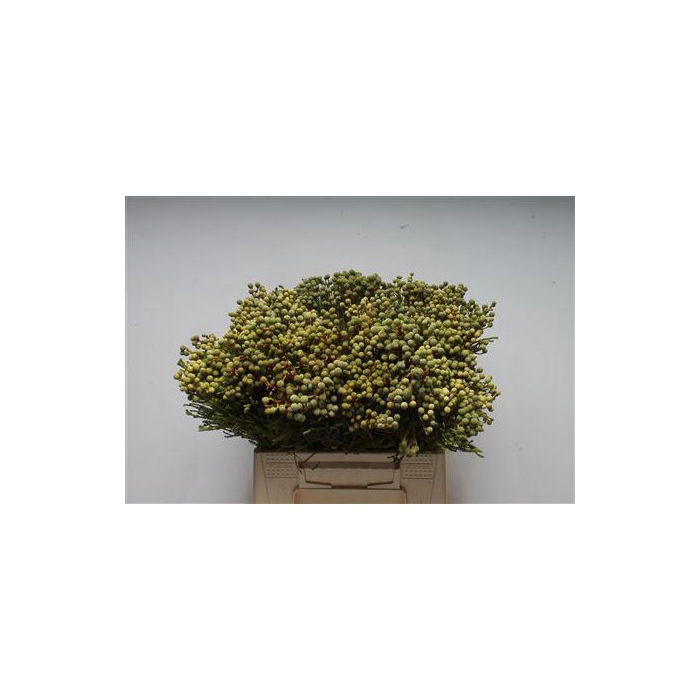 <h4>Kaaps Berzelia Brotanoides</h4>