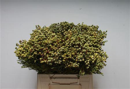 <h4>Kaaps Berzelia Brotanoides</h4>