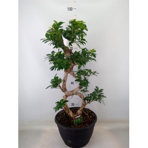 Ficus microcarpa 'Ginseng'