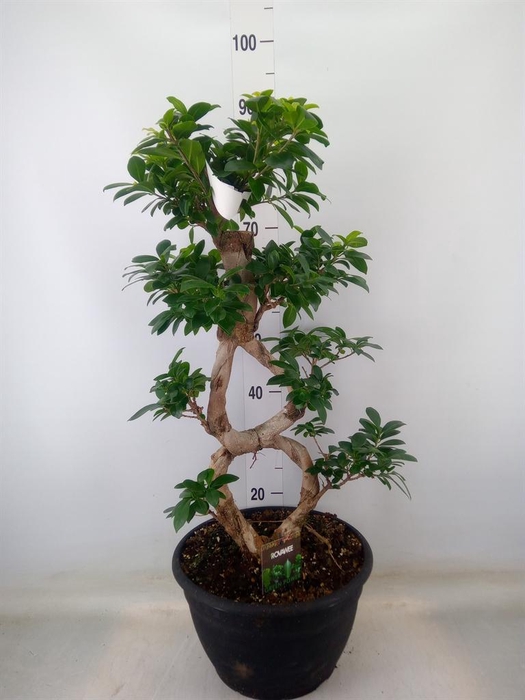<h4>Ficus microcarpa 'Ginseng'</h4>