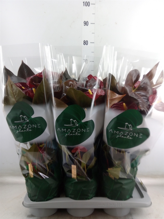 <h4>Anthurium andr. 'Delicata'</h4>