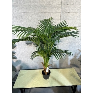 Plant Areca palm 120cm in pot green