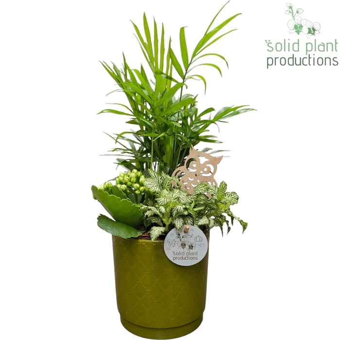 <h4>CH001 Amy Green White</h4>