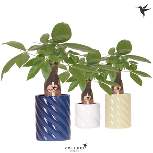 Kolibri Greens Pachira in Candy pot blue mix