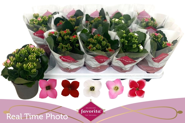 <h4>KAL EN GEM 5 KL</h4>